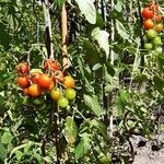 Solanum lycopersicum Fruit