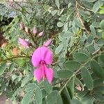 Indigofera australis Flower