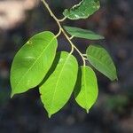 Marquesia macroura Hoja