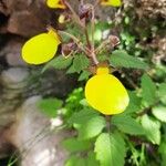 Calceolaria tripartita Flor