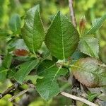 Salix myrsinifolia Blad