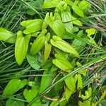 Dioscorea polystachya Hoja