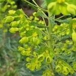 Euphorbia esula Flower