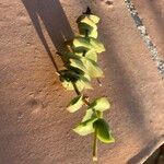 Crassula perforata Leaf