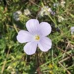 Linum hirsutum