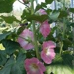 Alcea roseaBloem