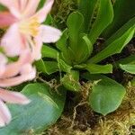 Lewisia brachycalyx برگ