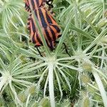 Daucus carota Fruto