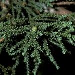 Fitzroya cupressoides Yeri