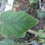 Brachychiton bidwillii Lapas