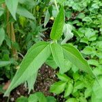 Helianthus angustifolius List