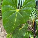 Anthurium faustomirandae Yaprak