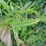 Striga asiatica Leaf