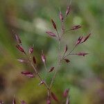 Agrostis pilosula 花