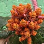 Aphelandra sinclairiana फूल