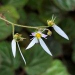 Saxifraga stolonifera 花