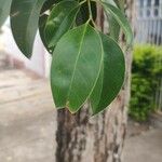 Ligustrum lucidum पत्ता