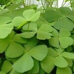 Marsilea quadrifolia Likasa