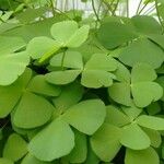 Marsilea quadrifolia Blatt