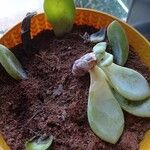 Pachyphytum bracteosum পাতা