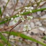 Ptychotis saxifraga Blüte