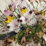 Alstroemeria pulchra Flor