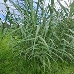 Arundo donax Φύλλο