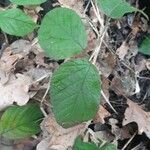 Rubus nigricans Blatt