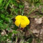 Ranunculus paludosus Flower