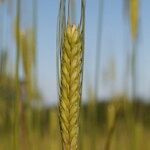 Triticum monococcum 果