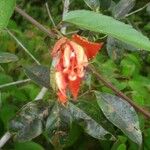 Passiflora coccinea ফুল