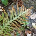 Polypodium cambricum Vaisius