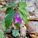 Cardamine pentaphyllos Flower