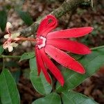 Passiflora glandulosa Flor
