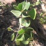 Strychnos madagascariensis Leaf