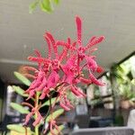 Renanthera coccinea Flower