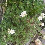 Potentilla alchimilloides Flower