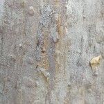 Eucalyptus tereticornis Bark