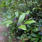 Viburnum davidii Egyéb
