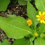 Melampodium divaricatum Flower