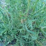 Lactuca perennis List