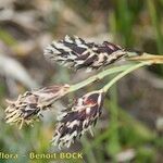 Carex atrofusca Ovoce