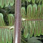 Thelypteris decussata Kabuk