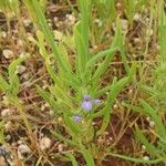 Hygrophila auriculata Leaf