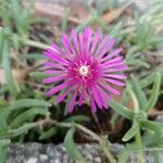 Delosperma cooperiBlüte