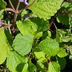 Plectranthus fruticosus Blatt