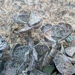 Kalanchoe rhombopilosa Blatt