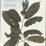 Boschia griffithii পাতা