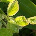 Lespedeza hirta Leaf