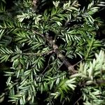 Prumnopitys taxifolia Tervik taim